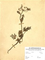 藏品(森氏當歸)的圖片